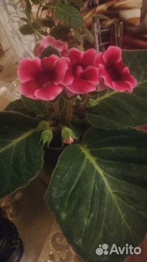 Глоксинья цветущая