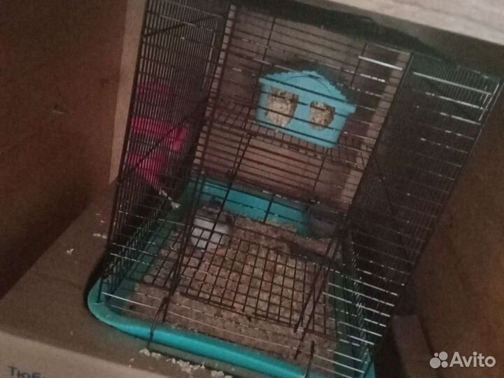 Джунгарский хомяк с клеткой читайте описание