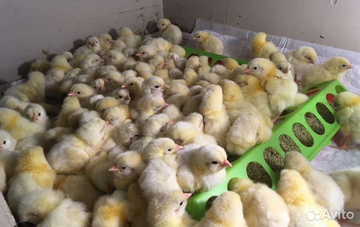 Цыплята