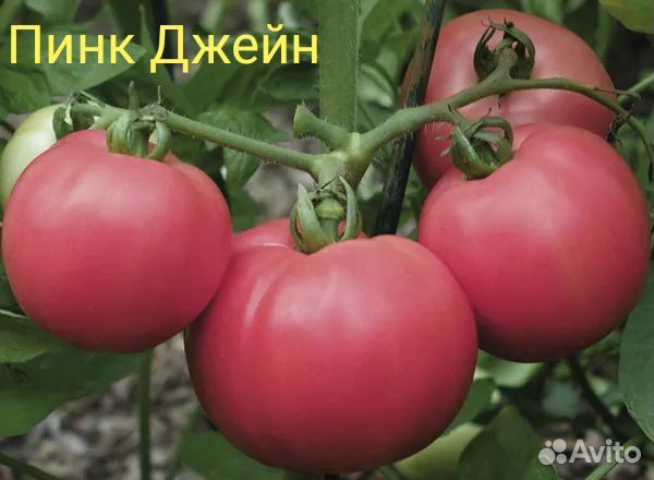 Семена низкорослых(детерминантных) томатов