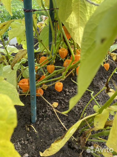 Физалис корни