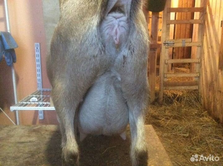 Ч.п. камерунские козлята и козы под покрытие