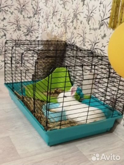 Карликовый кролик