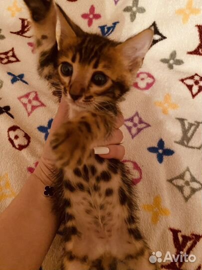 Бенгальские котята розетка на золоте