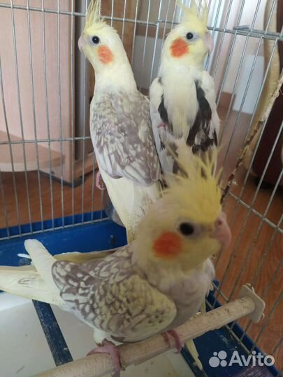 Птенцы Корелла