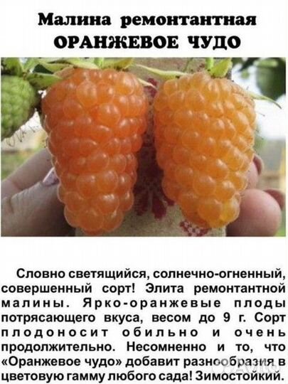 Саженцы малины Оранжевое чудо