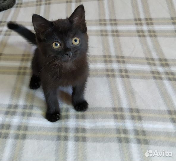 Отдам кошечку-2 мес