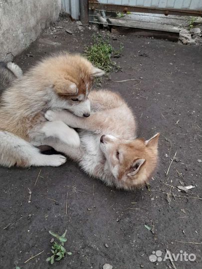 Щенки хаски