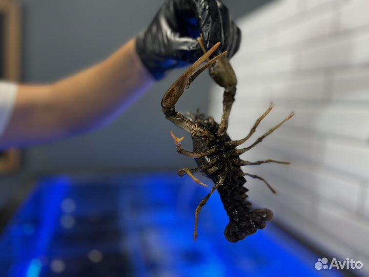Живые раки с доставкой Местные