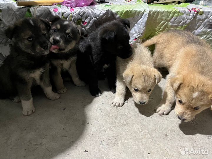 Щенки