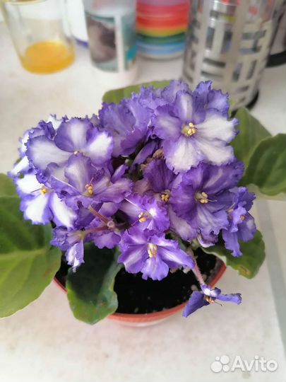 Детки фиалки