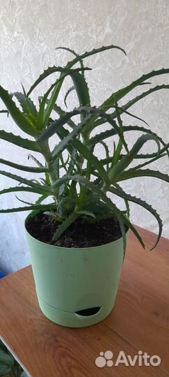 Алое лечебное с горшком