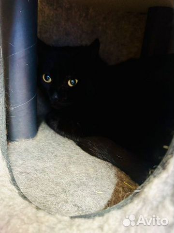 Черный молодой кот, 2 г., кастрат, привит объявление продам