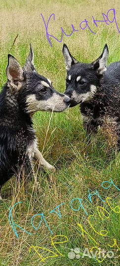 Щенок в добрые руки бесплатно