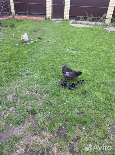 Инкубационное яйцо породистых кур