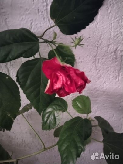 Гибискус китайская роза