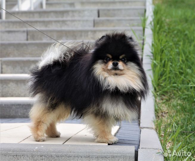 Померанский Шпиц Вязка Мини. Микро