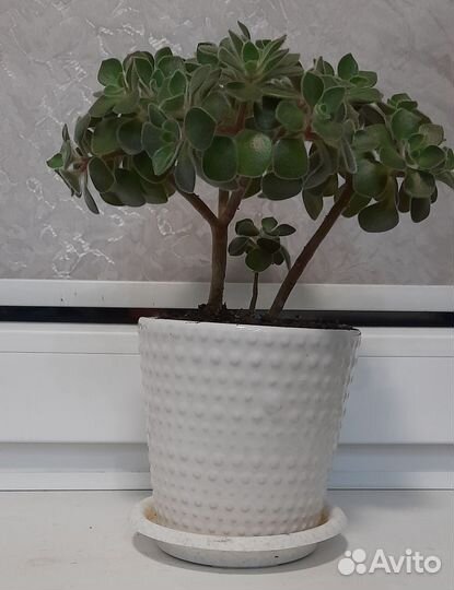 Аихризон-дерево любви или цветок счастья