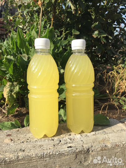 Жир Сурковый натуральный у охотника 2023 года