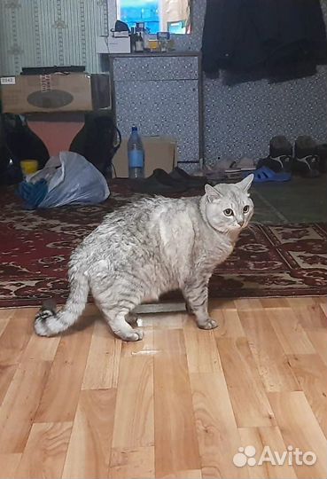 Чудесный котик мечтает о доме