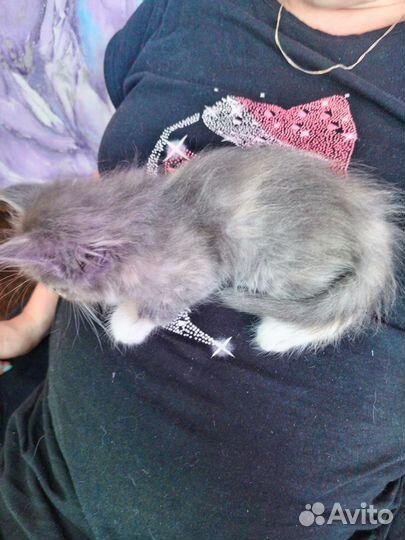 Отдам котят