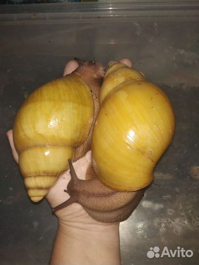 Африканские улитки Архахатина Маргината Иктерика