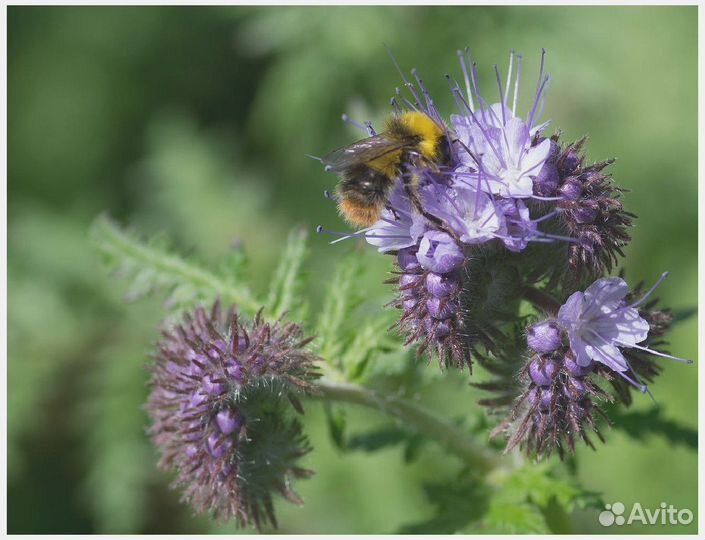 Фацелия семена оптом