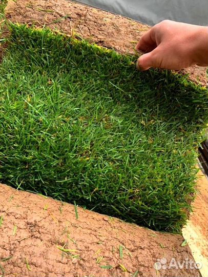 Рулонный газон