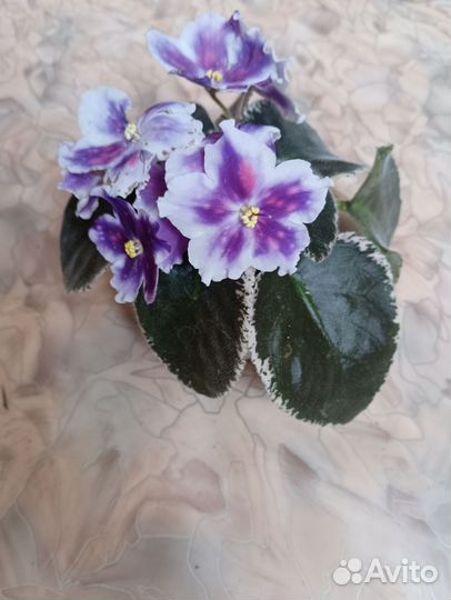 Сортовые фиалки