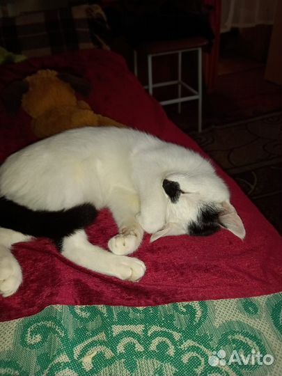 Кошка молодая