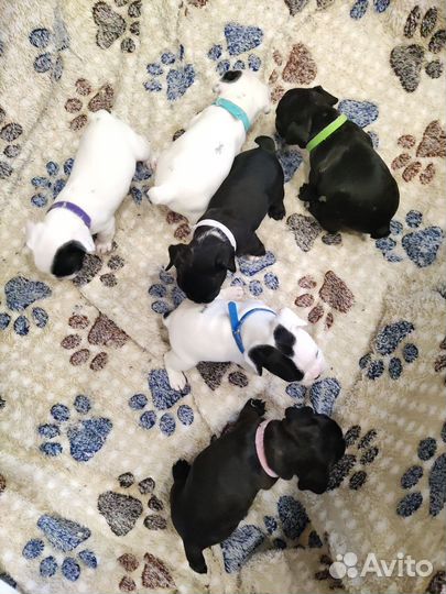 Французский бульдог щенки