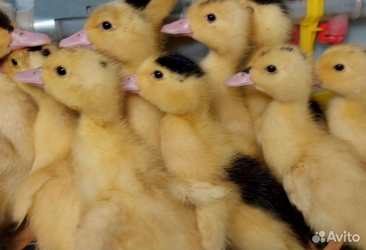 Утки королевские муларды