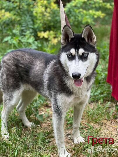 Сибирский хаски