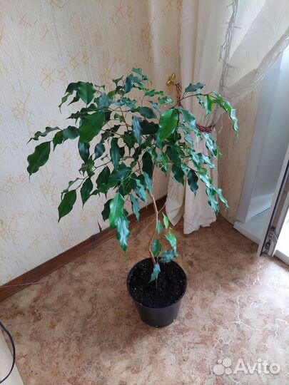 Фикус бенджамина