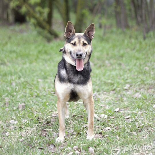 Бывшедомашний Боб ищет дом