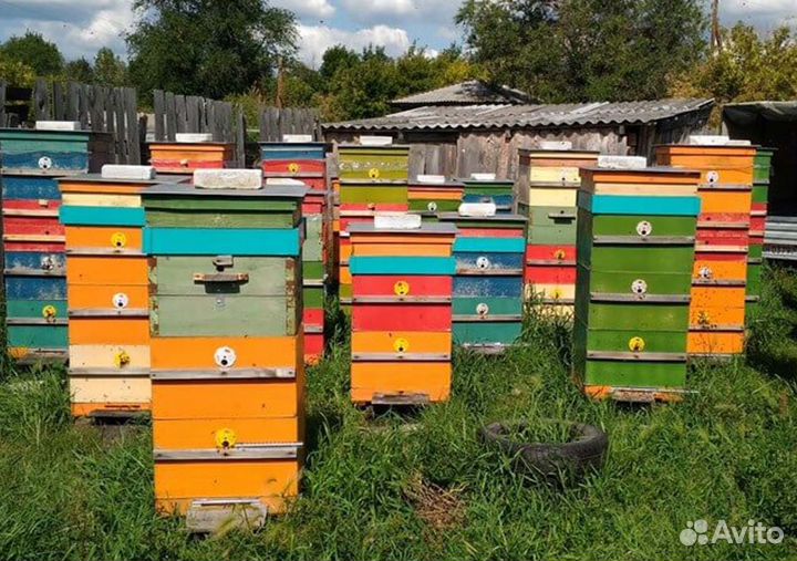 Мед натуральный алтайский опт