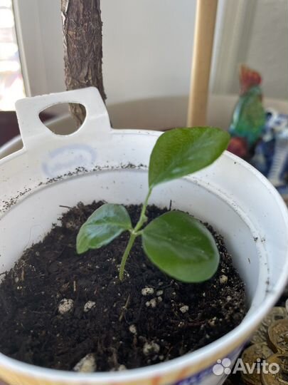 Мурайя метельчатая