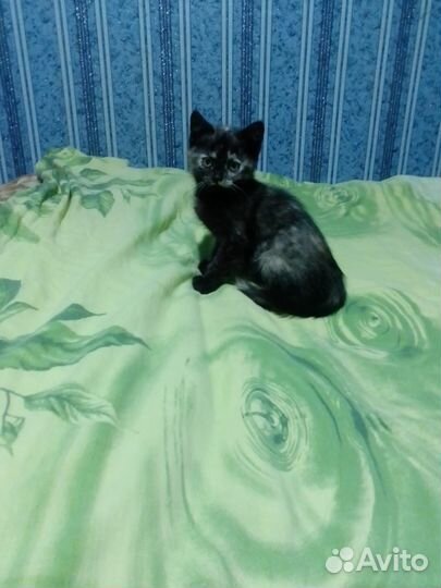 Котята от вислоухой кошки