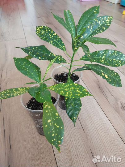 Кодиеум кротон