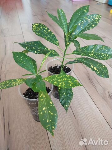 Кодиеум кротон