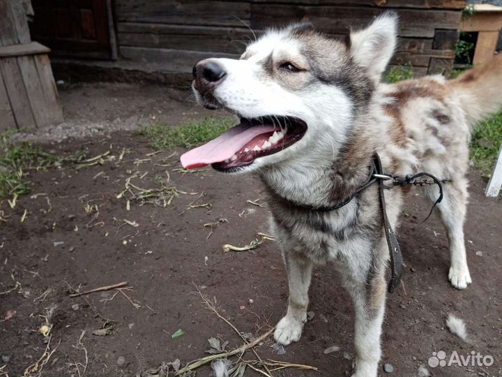 Хаски-девочка в добрые руки
