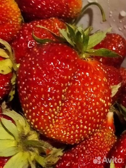 Рассада клубники