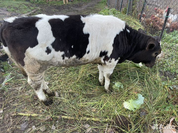 Телочка 5 месяцев