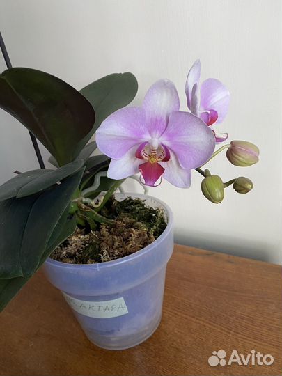 Орхидея фаленопсис