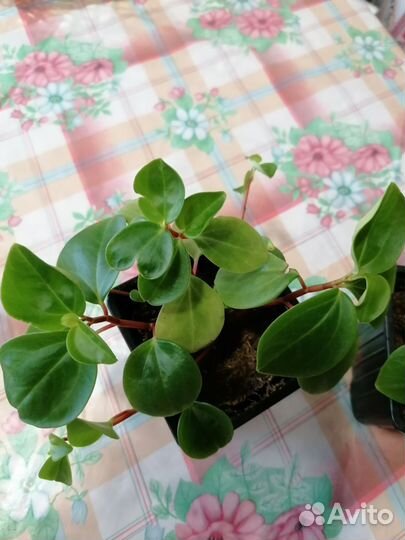 Мюленбекия