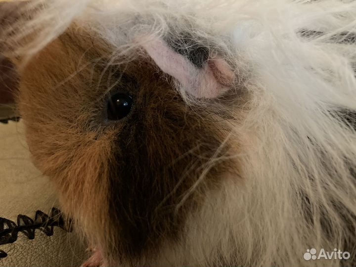 Морская свинка самка Лункария