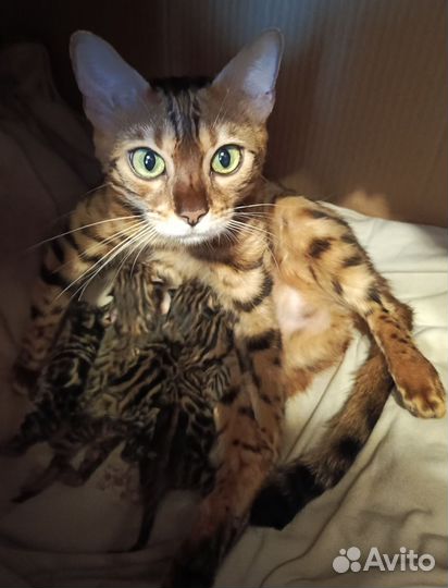 Бенгальские котята