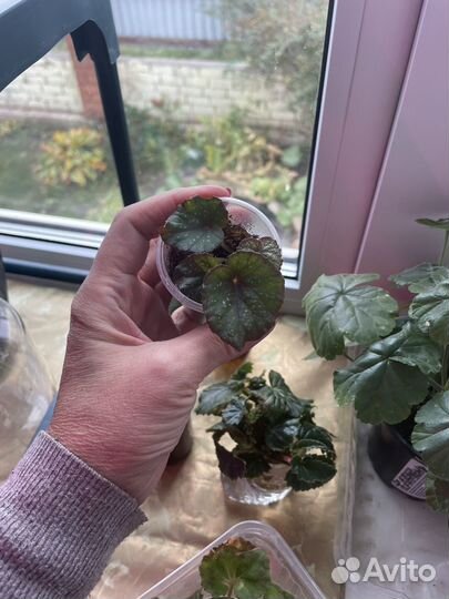 Бегония декоративно лиственная