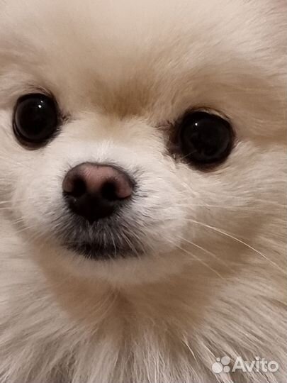 Вязка собак померанский шпиц кобель