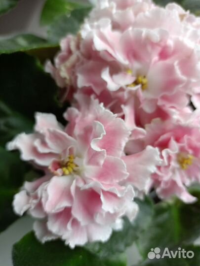 Сортовые фиалки